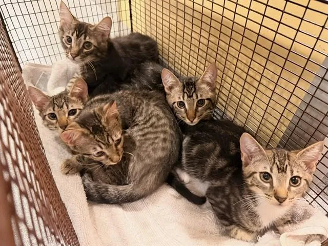 A baby small-sized male Domestic Short Hair cat named Toad for adoption in Tustin, CA
