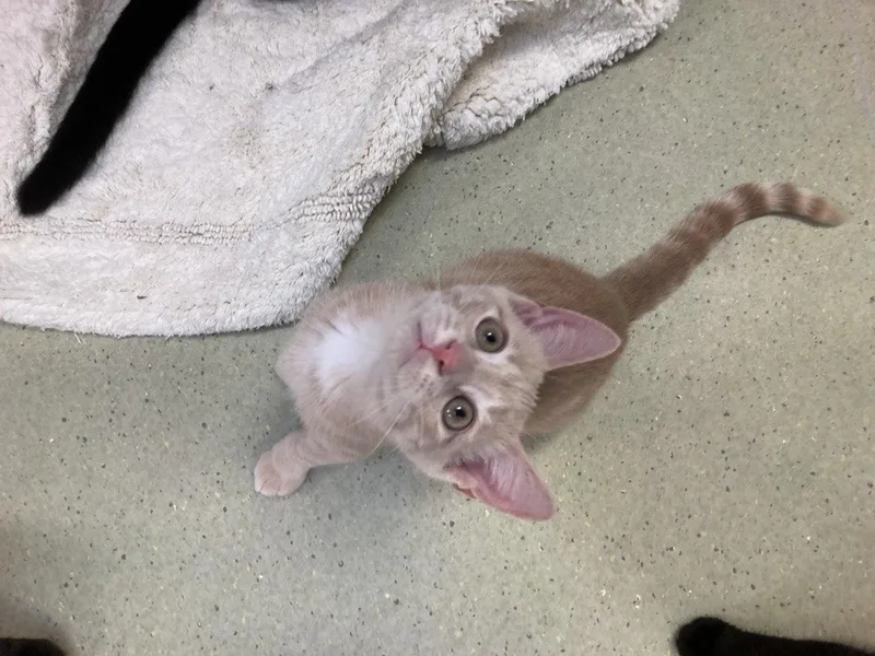 A baby small-sized male Gray & White Domestic Short Hair cat named Martin & Carlin for adoption in Cincinnati, OH