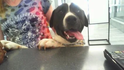 An adult large-sized male Mixed Breed dog named Graham for adoption in Charlotte, NC