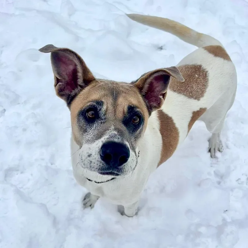 Dutchess thumbnail 2