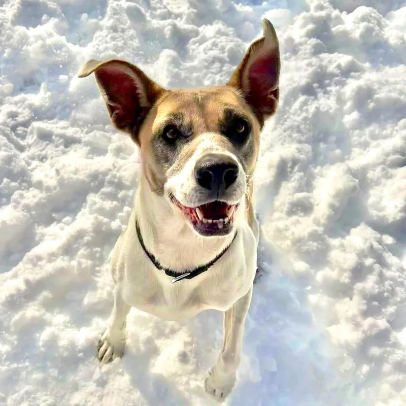 Dutchess thumbnail 3