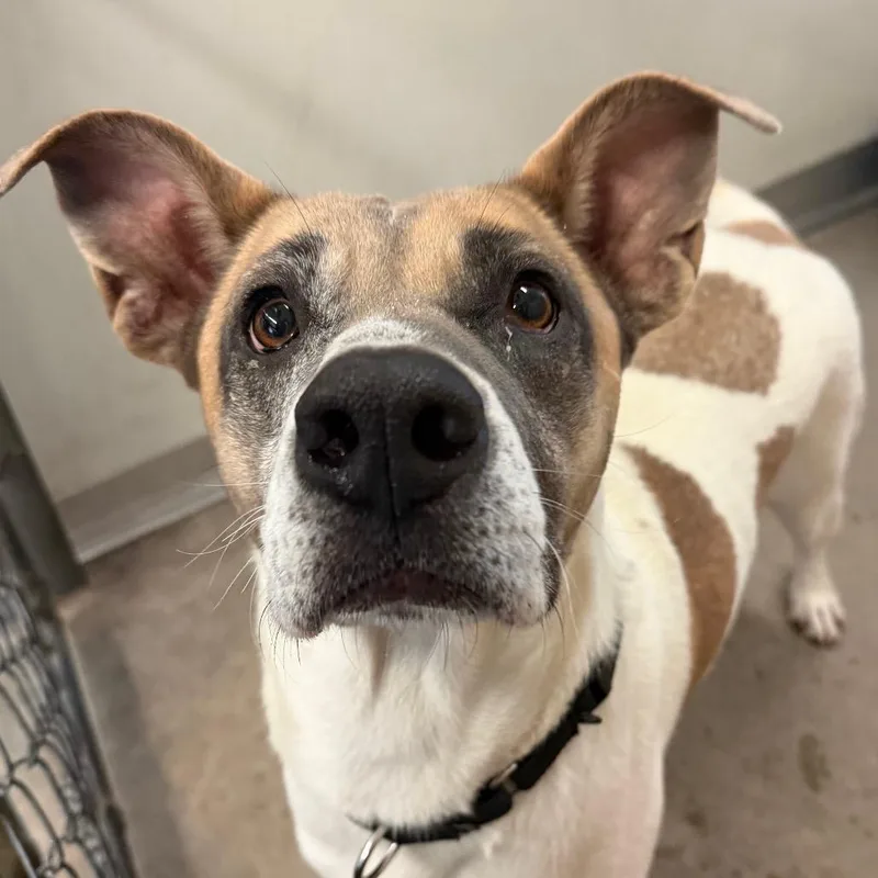 Dutchess thumbnail 4