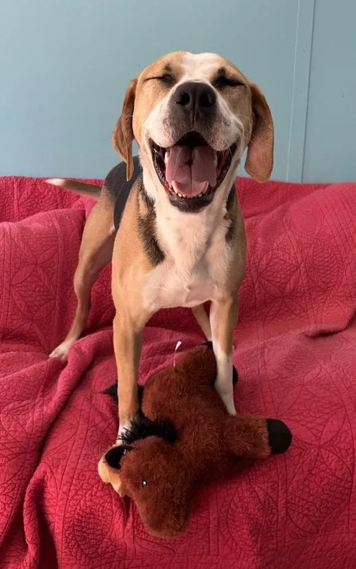 An adult medium-sized male Tricolor (Brown, Black, & White) Coonhound dog named Viktor for adoption in Amherst, MA