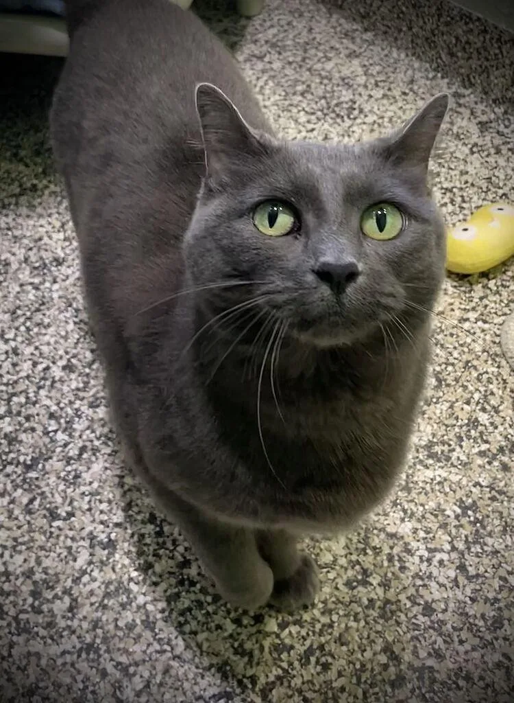A senior large-sized female Domestic Short Hair cat named Lincoln for adoption in Jackson, MI
