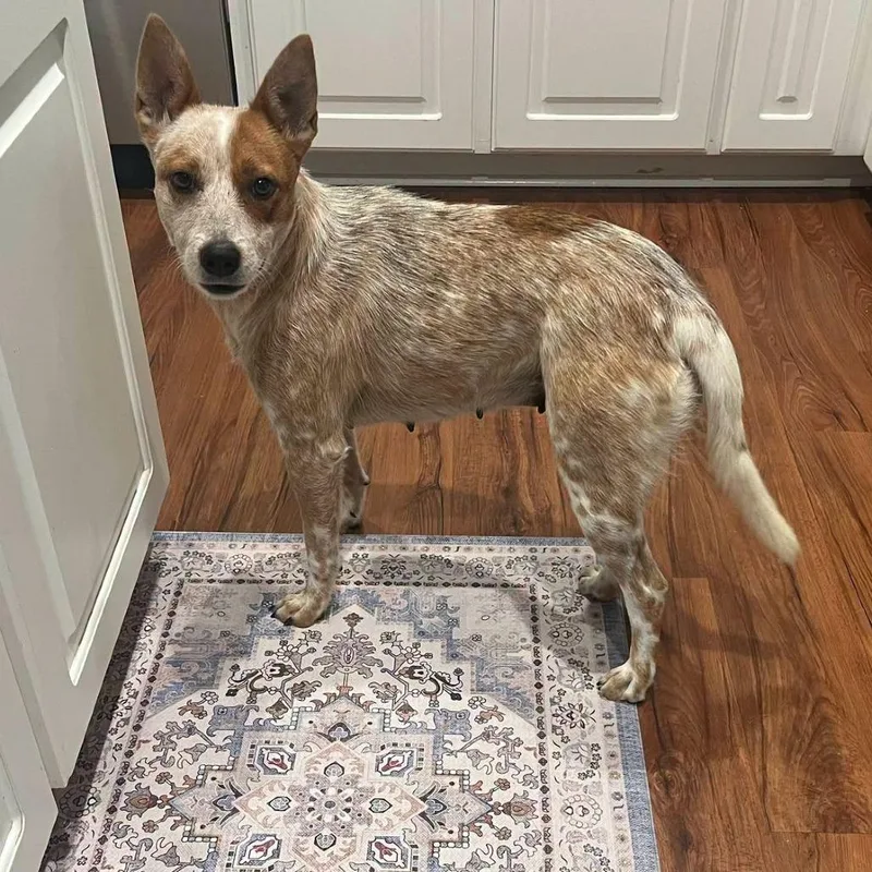 An adult medium-sized female Red / Chestnut / Orange Cattle Dog dog named Little Girl for adoption in Enterprise, AL