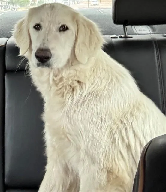 A young large-sized female Great Pyrenees dog named Rose for adoption in Forney, TX