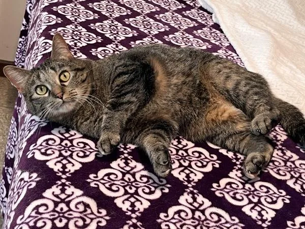 An adult small-sized female Domestic Short Hair cat named Lucky for adoption in Osage Beach, MO