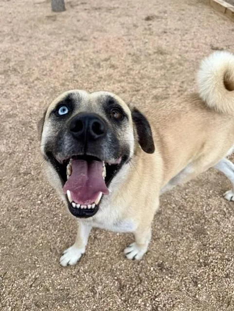 A young large-sized male Yellow / Tan / Blond / Fawn Anatolian Shepherd dog named Yeller for adoption in Comfort, TX