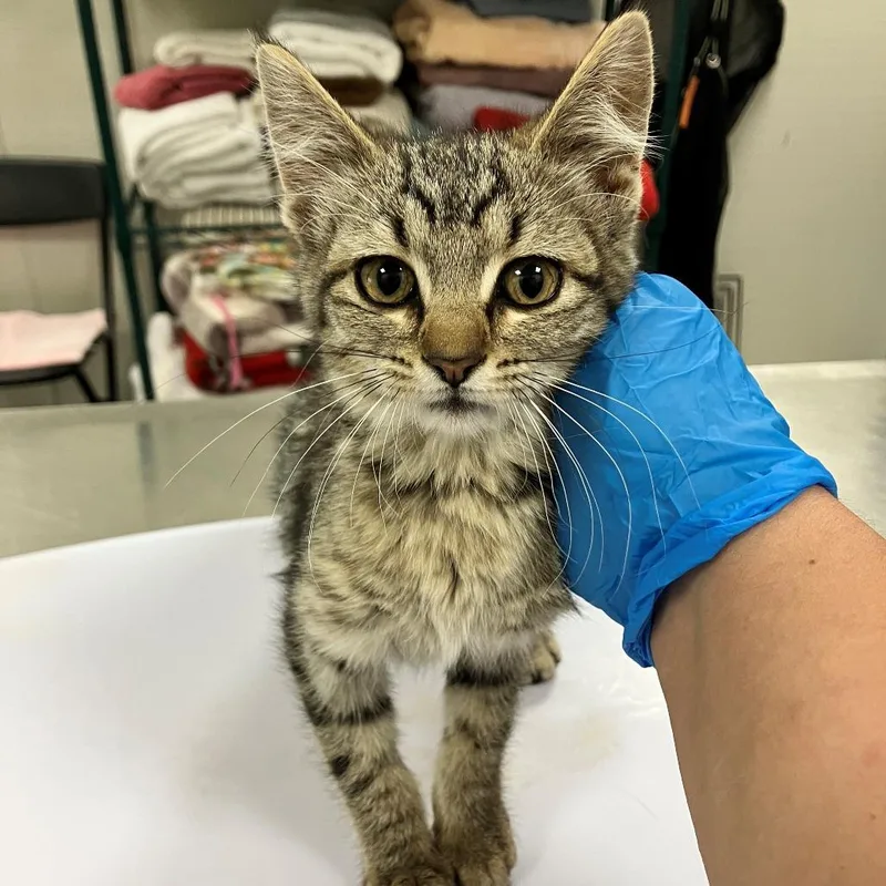 A baby small-sized female Gray / Blue / Silver Domestic Short Hair cat named 107381 for adoption in Las Cruces, NM