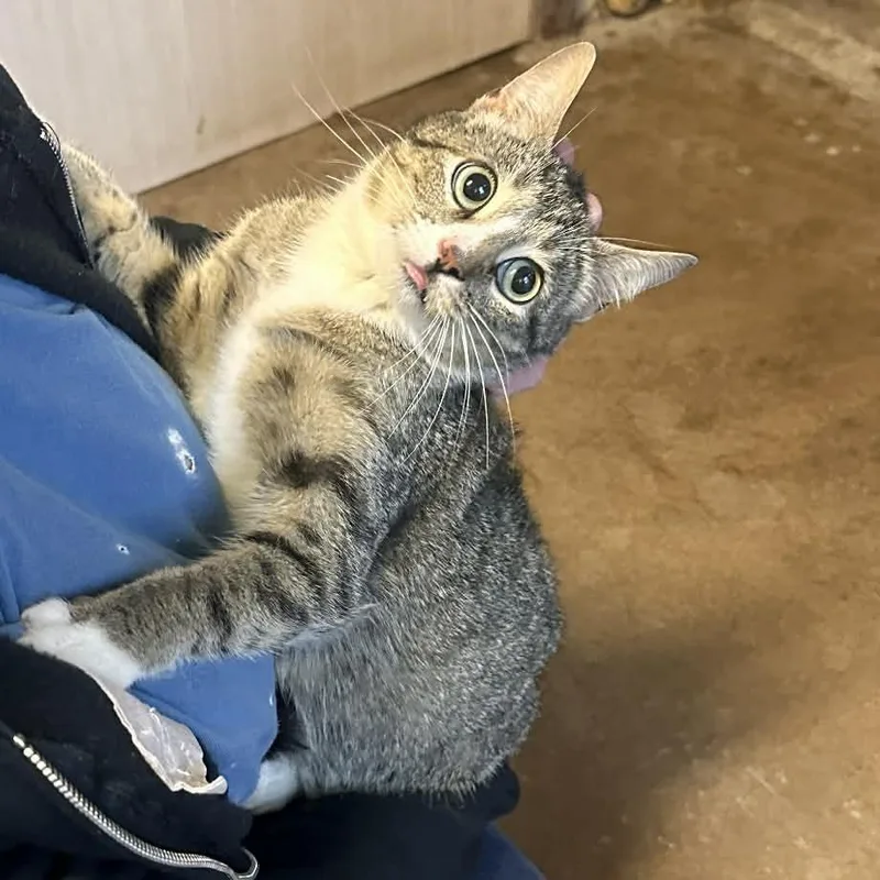 A young small-sized female Brown / Chocolate Domestic Short Hair cat named Beacon for adoption in Stephenville, TX
