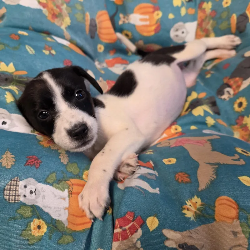 A baby medium-sized female Black Mixed Breed dog named Cookie for adoption in Greensboro, NC