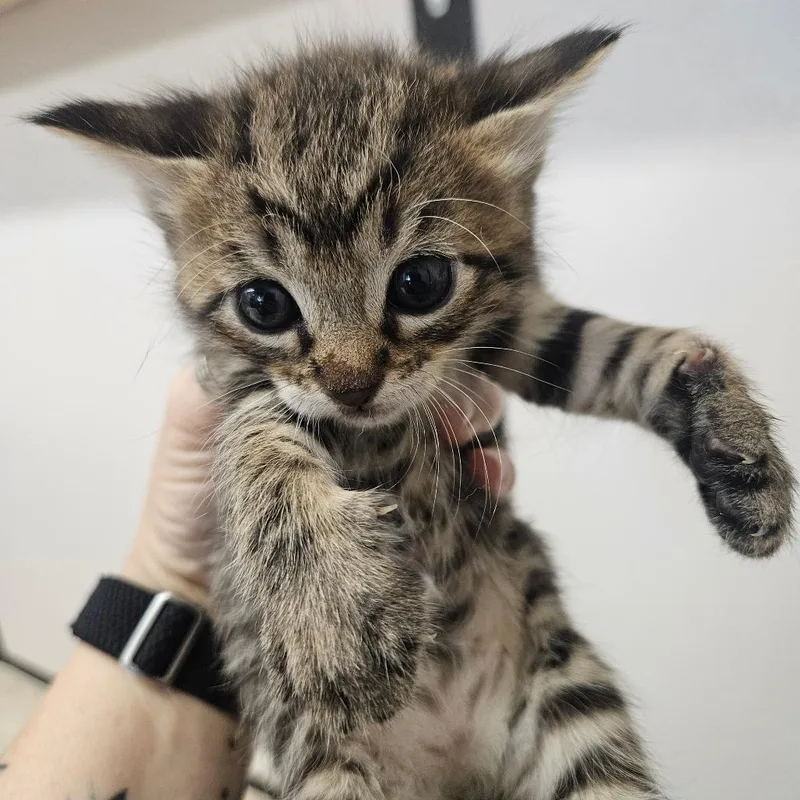 A baby small-sized female Brown / Chocolate American Shorthair cat named Eeny for adoption in Lake Jackson, TX