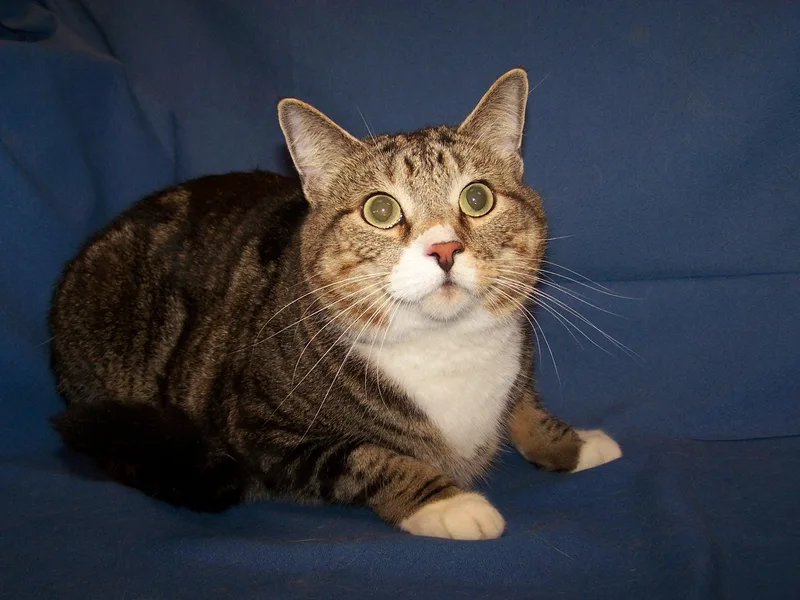 An adult medium-sized male Tabby (Brown / Chocolate) Domestic Short Hair cat named Raff for adoption in Colorado Springs, CO