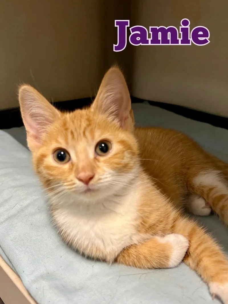 Jamie