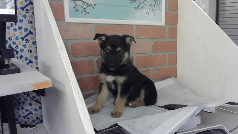 A baby small-sized female Labrador Retriever dog named Shannon for adoption in Houston, TX