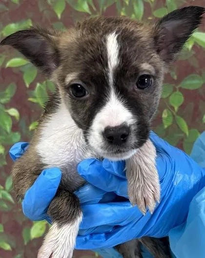 A young small-sized female Terrier dog named Cecilia for adoption in San Antonio, TX