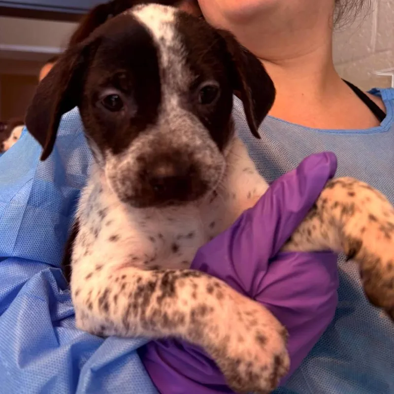 A baby small-sized male Black Mixed Breed dog named Cecil for adoption in Huntington, WV