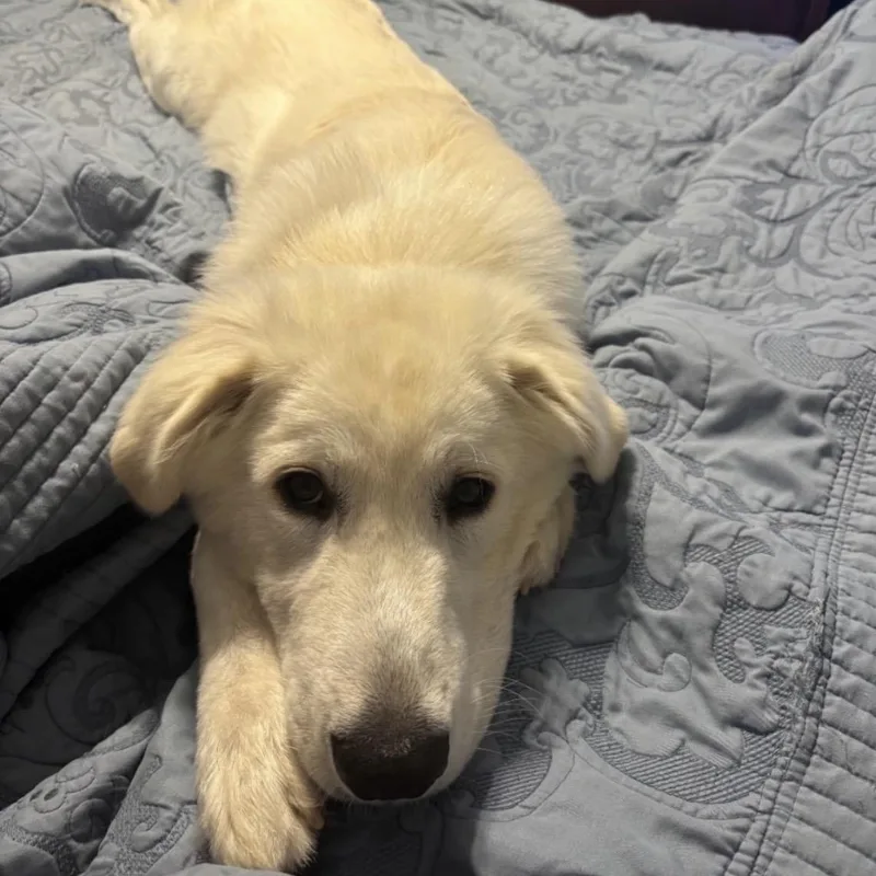 A young large-sized male White / Cream Great Pyrenees dog named Rex for adoption in Heber Springs, AR