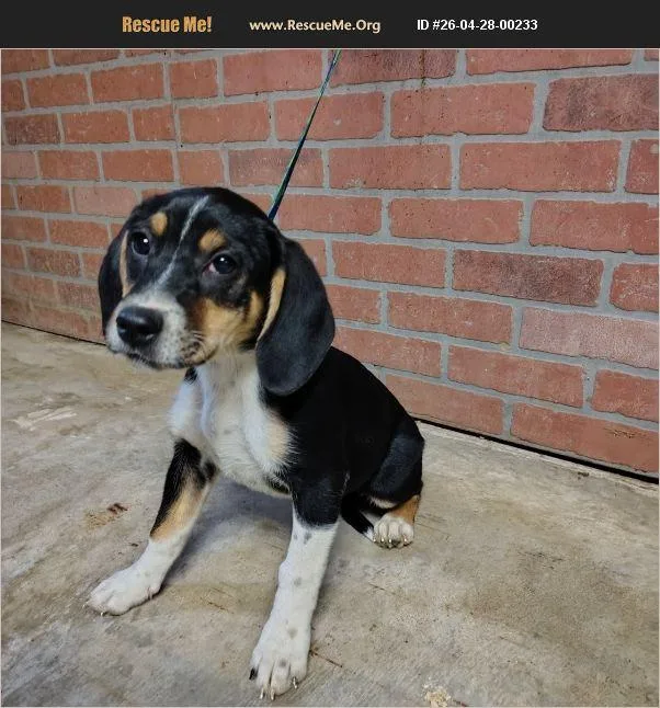 A young medium-sized female Tricolor (Brown, Black, & White) Beagle dog named Tiffany for adoption in Evansville, IN