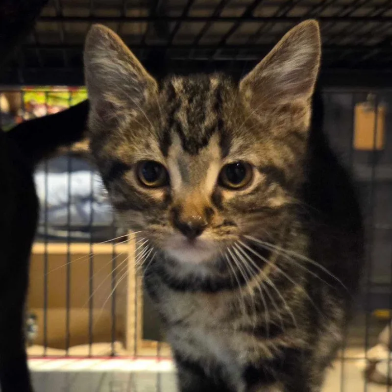 A baby small-sized female Brown / Chocolate Domestic Short Hair cat named Holly for adoption in Hanna City, IL