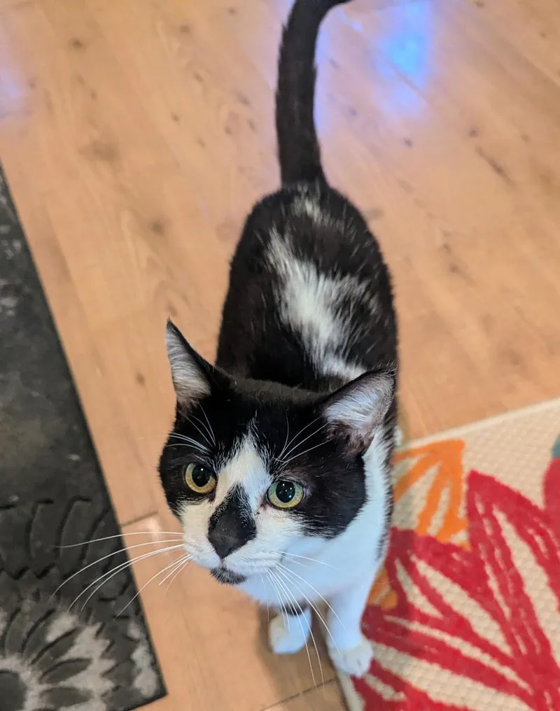 An adult medium-sized male Black & White / Tuxedo Tuxedo cat named Thaddeus  Sweet Tuxedo for adoption in Plano, TX