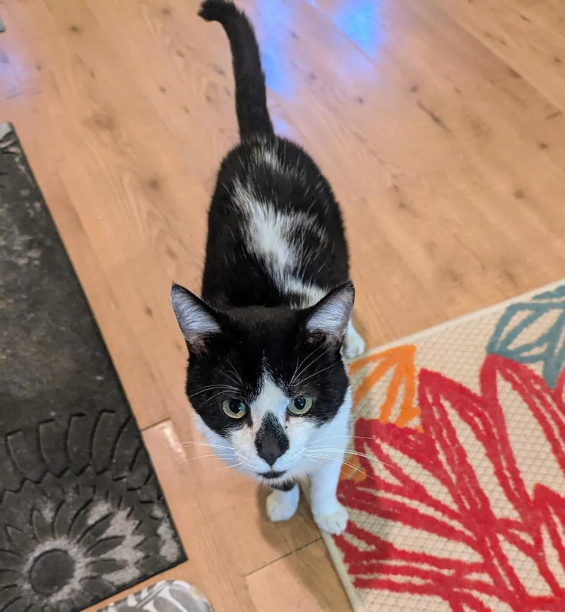 Thaddeus  Sweet Tuxedo thumbnail 2
