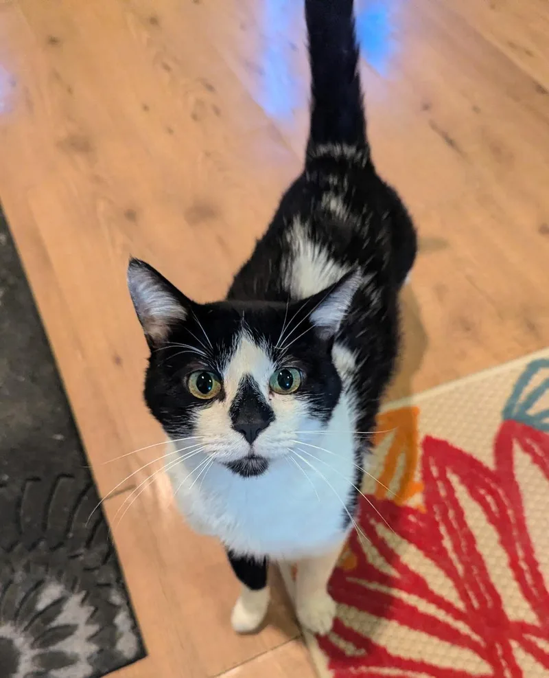Thaddeus  Sweet Tuxedo thumbnail 3
