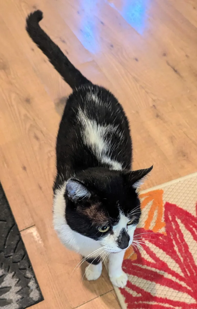 Thaddeus  Sweet Tuxedo thumbnail 4
