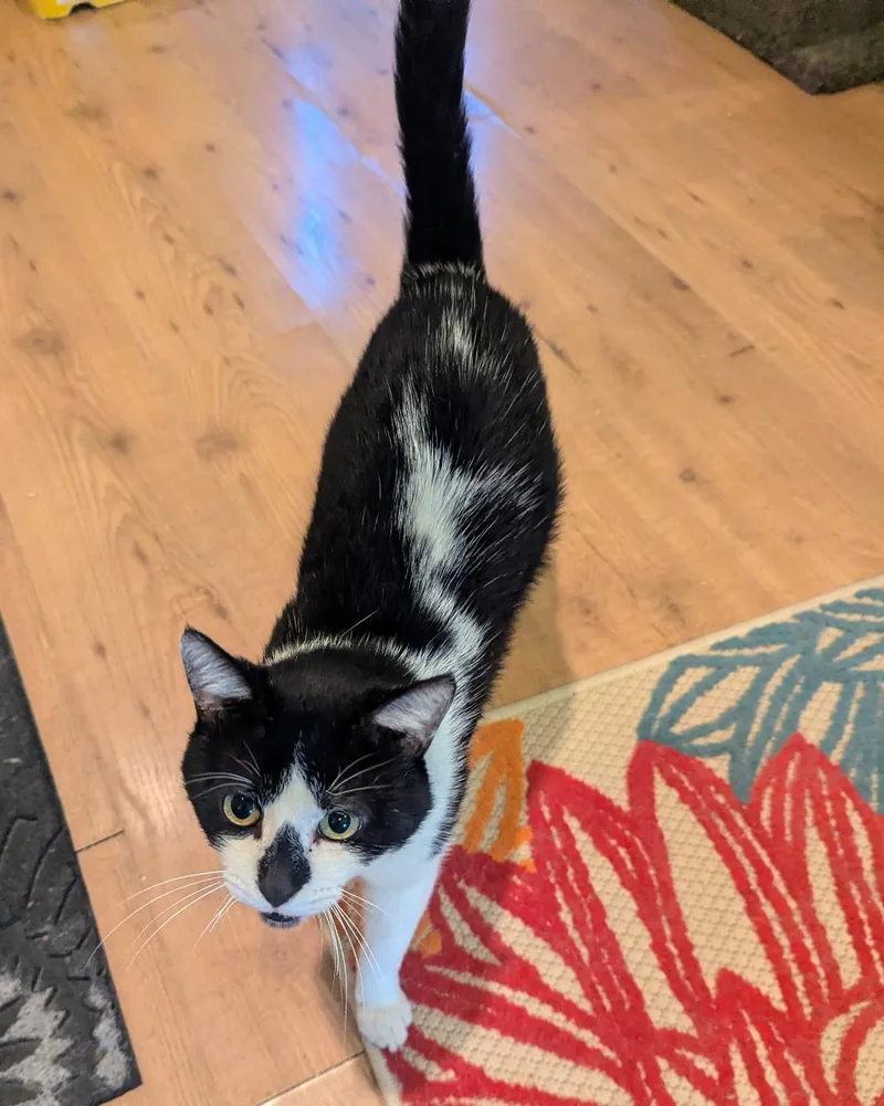 Thaddeus  Sweet Tuxedo thumbnail 5
