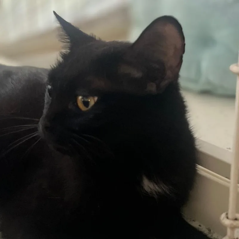 An adult medium-sized female Black Domestic Short Hair cat named Beatrice for adoption in Traverse City, MI