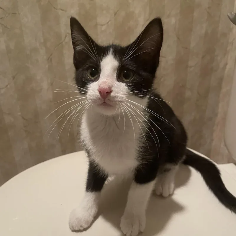 Henri