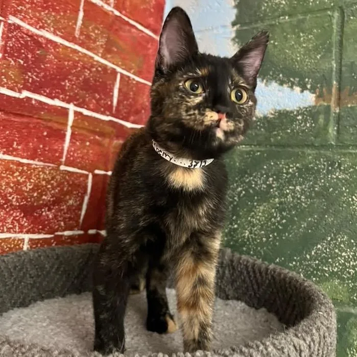 A baby small-sized female Tortoiseshell Domestic Short Hair cat named Blackberry for adoption in Laredo, TX
