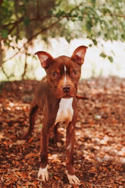An adult medium-sized male American Staffordshire Terrier dog named a Bruno for adoption in North Charleston, SC