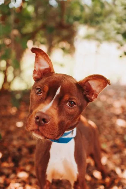 a Bruno thumbnail 3