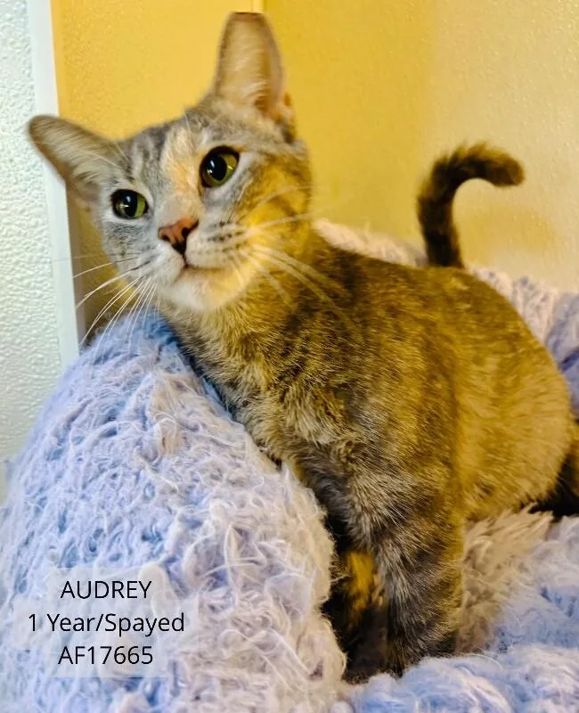 An adult medium-sized female Calico Domestic Short Hair cat named Audrey for adoption in Supply, NC