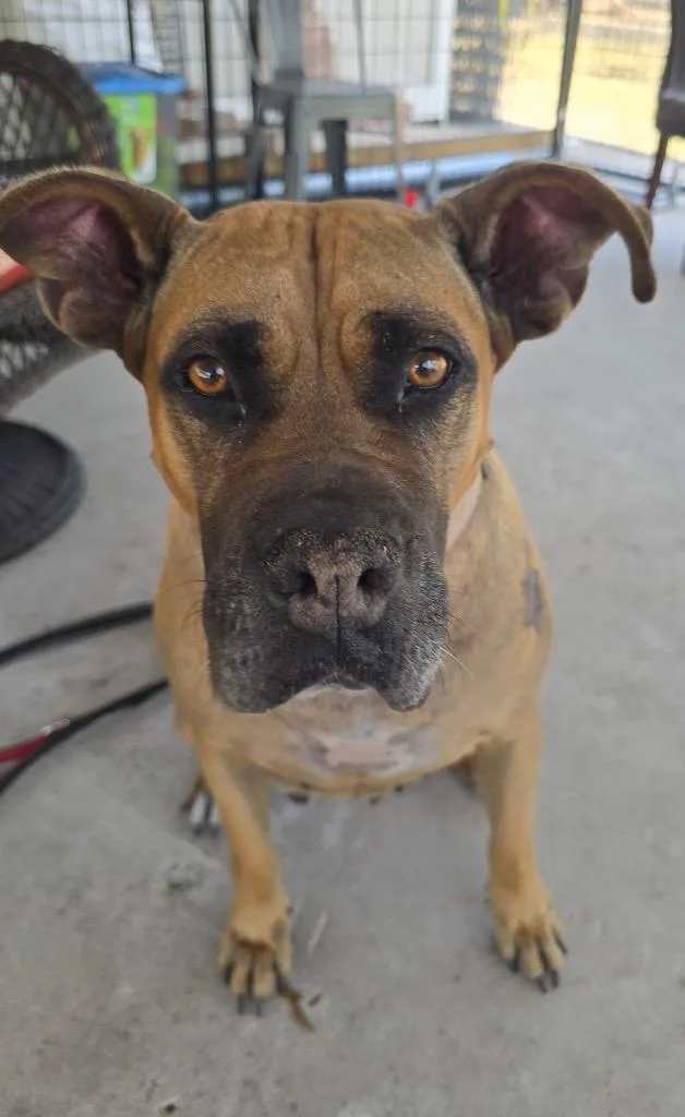 Ladyvery Sweet  Fee thumbnail 3