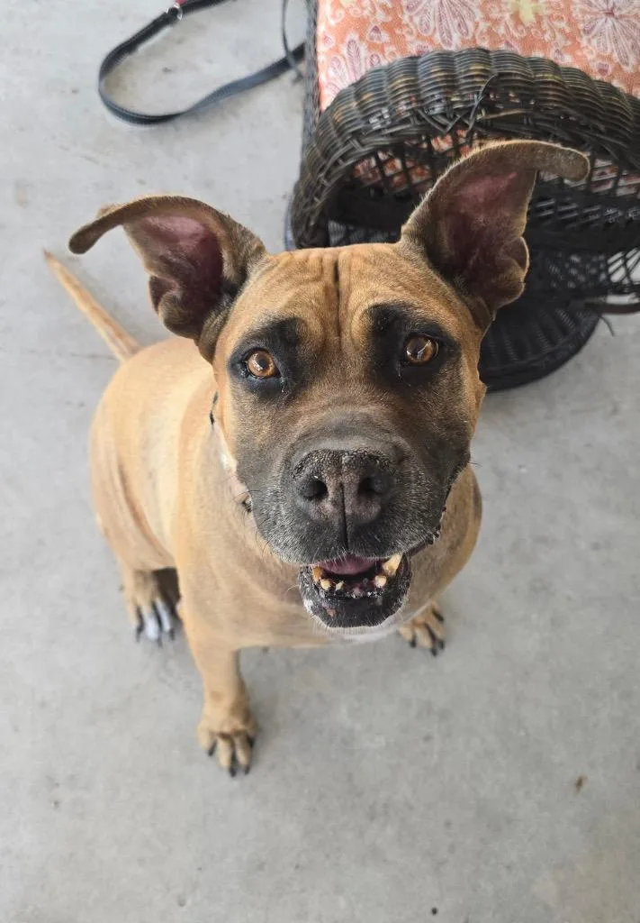 Ladyvery Sweet  Fee thumbnail 4