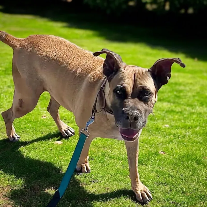 Ladyvery Sweet  Fee thumbnail 6