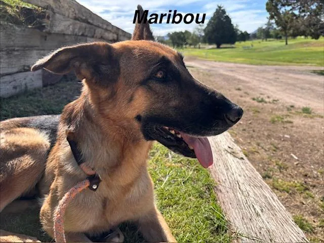 A young medium-sized female German Shepherd Dog dog named Maribou for adoption in Albuquerque, NM