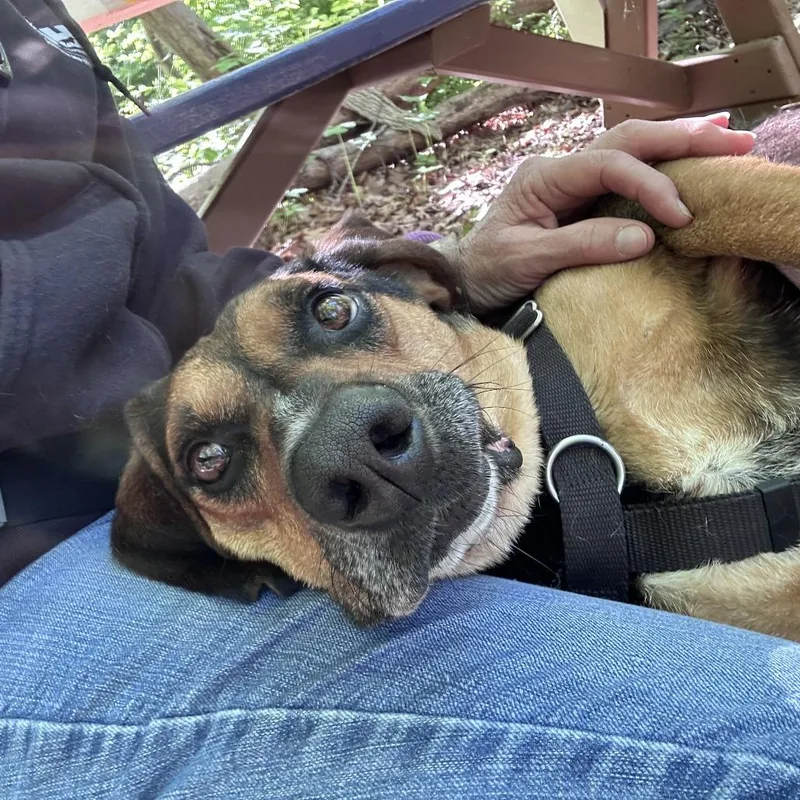 An adult large-sized male Black Hound dog named Merlot for adoption in Aldie, VA