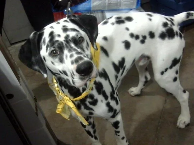 An adult large-sized male Dalmatian dog named Pongo for adoption in Dallas, TX