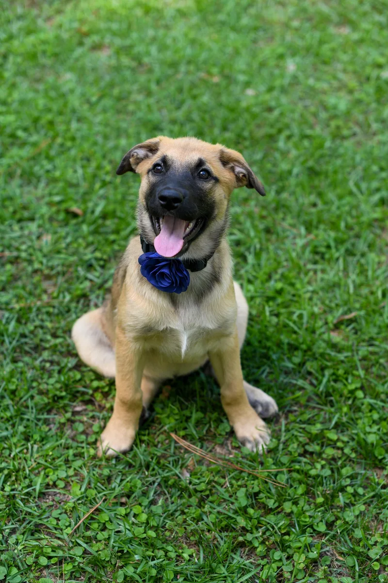 A baby medium-sized female Sable Mixed Breed dog named Darcy for adoption in BONIFAY, FL
