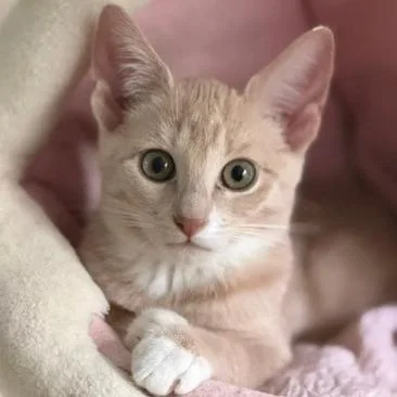 A baby small-sized male Domestic Short Hair cat named Whiskey for adoption in Cumming, GA