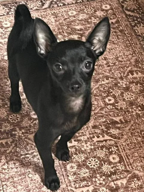 A baby small-sized male Chihuahua dog named Petey for adoption in Manchester, TN