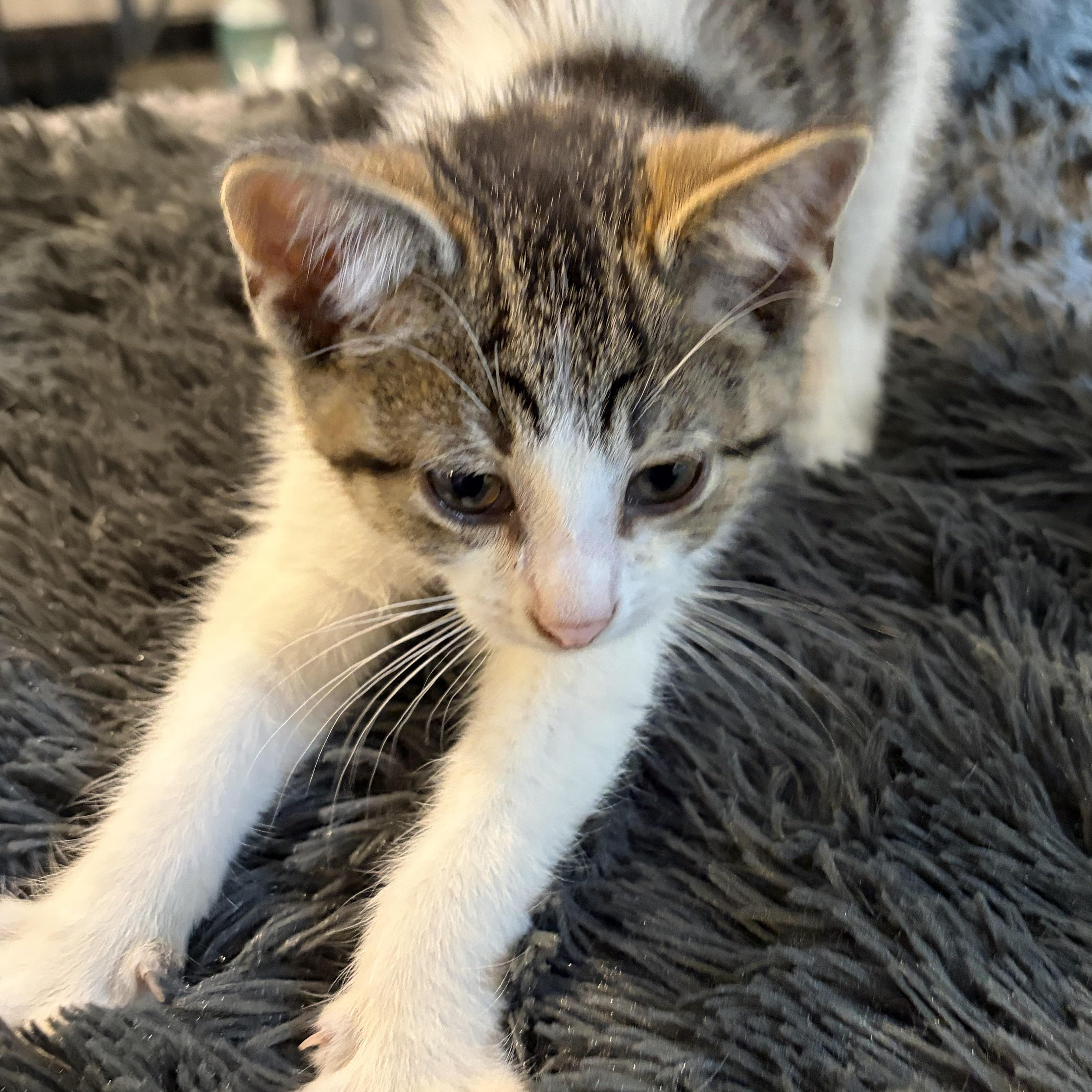 A baby medium-sized male Black Domestic Short Hair cat named Wick for adoption in brant, MI