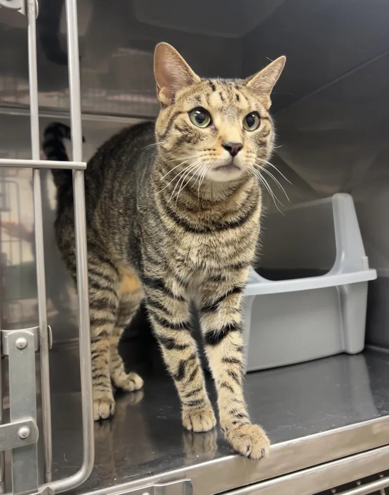 An adult medium-sized male Tabby (Brown / Chocolate) Domestic Short Hair cat named Torque for adoption in Montville, NJ