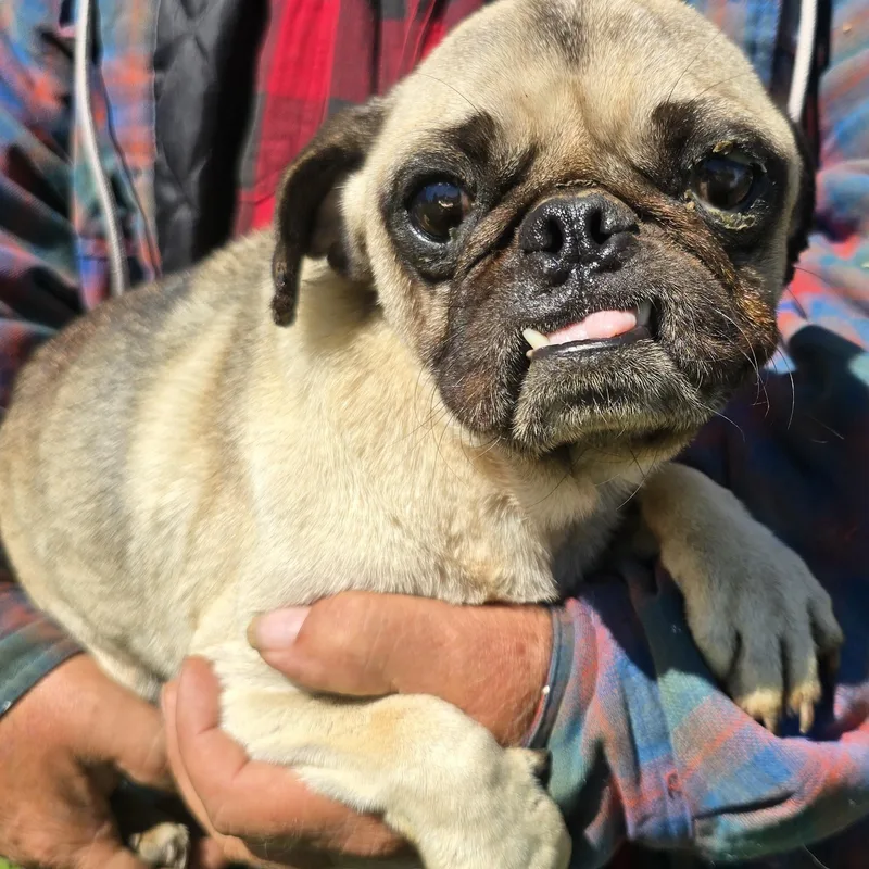 An adult small-sized male Yellow / Tan / Blond / Fawn Pug dog named Toby for adoption in Zaleski, OH