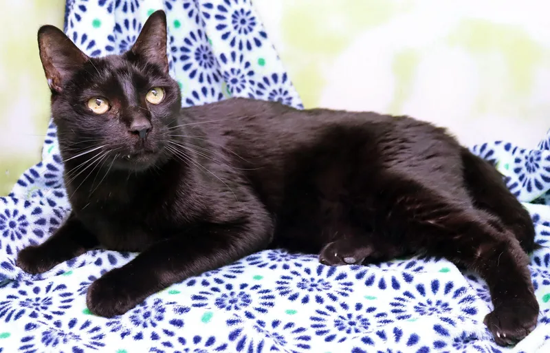 A senior large-sized male Black Domestic Short Hair cat named Baby Boy for adoption in Tierra Verde, FL
