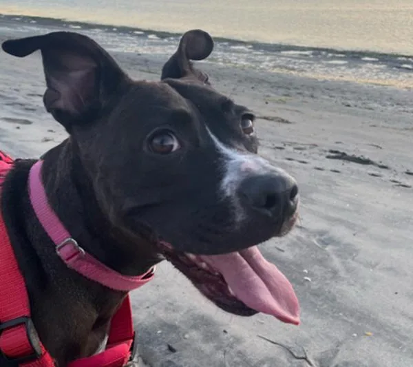 An adult medium-sized female Pit Bull Terrier dog named Bubbles for adoption in San Diego, CA