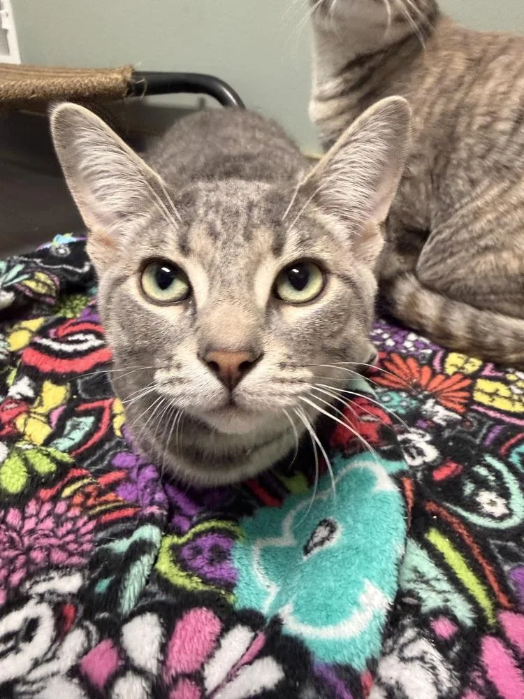A young medium-sized male Domestic Short Hair cat named Ranger for adoption in Plymouth, MI